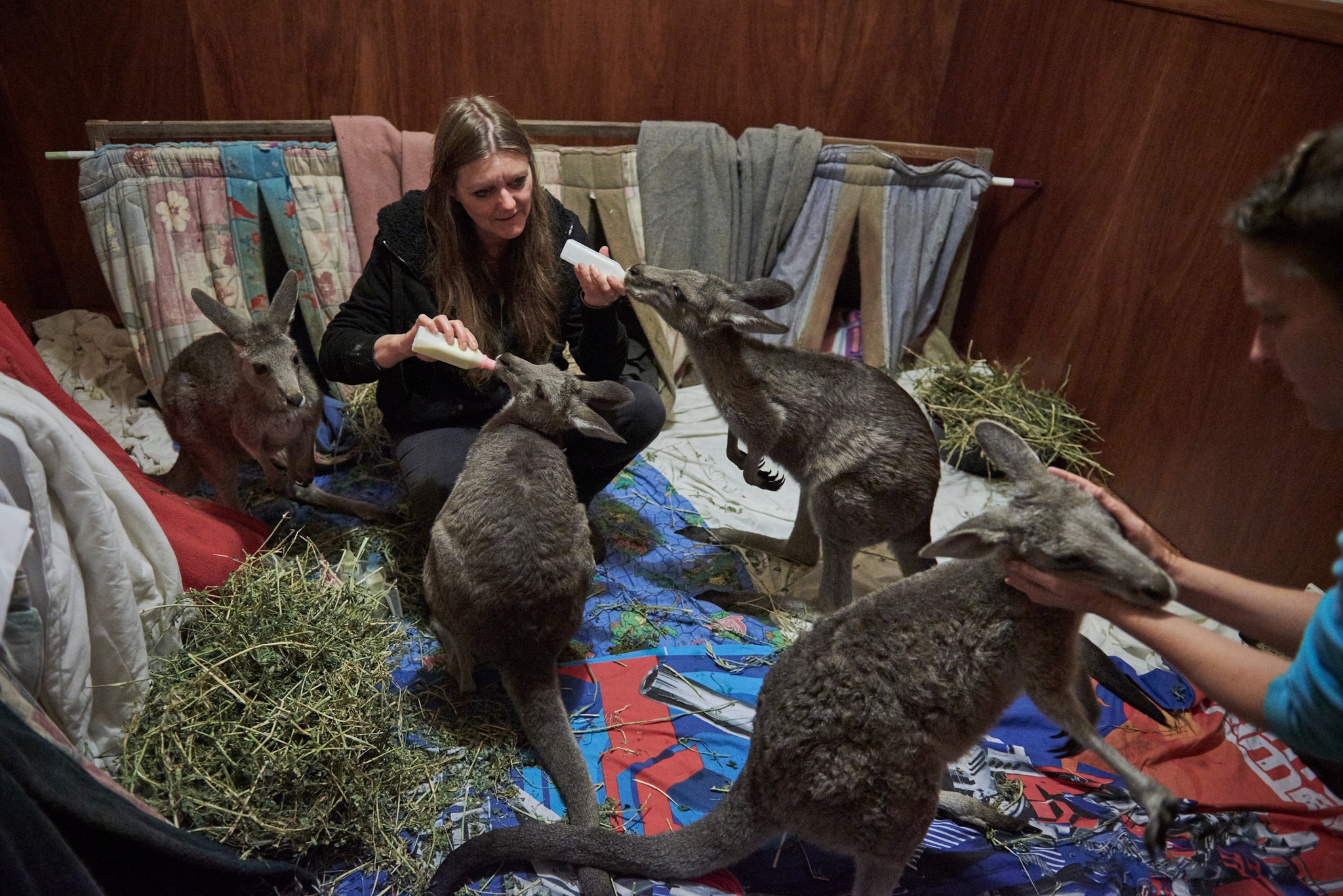 Susan Pulis alimenta a los canguros en una recámara que funciona como un refugio temporal en la isla de Raymond en Australia.